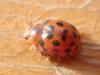 Subcoccinella vigintiquatuorpunctata